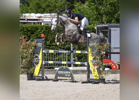 Westfale, Wallach, 6 Jahre, 167 cm, Apfelschimmel