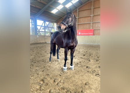 Westfale, Wallach, 6 Jahre, 167 cm, Brauner