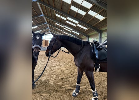 Westfale, Wallach, 6 Jahre, 167 cm, Brauner