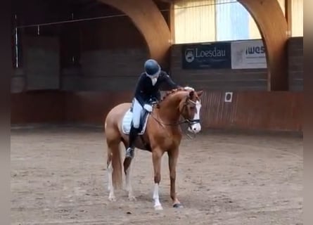 Westfale, Wallach, 6 Jahre, 167 cm, Fuchs
