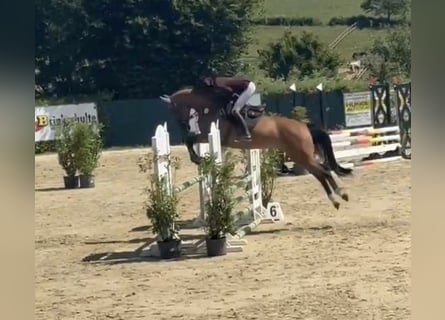 Westfale, Wallach, 6 Jahre, 168 cm, Brauner