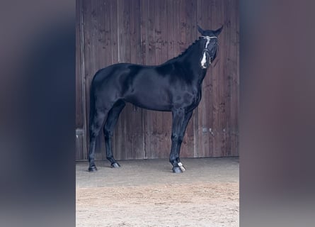 Westfale, Wallach, 6 Jahre, 168 cm, Dunkelbrauner