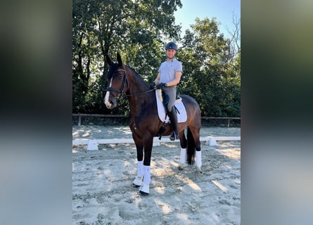 Westfale, Wallach, 6 Jahre, 168 cm, Dunkelbrauner