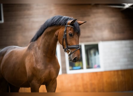 Westfale, Wallach, 6 Jahre, 169 cm, Rotbrauner
