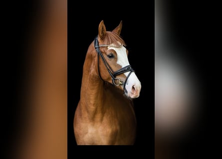 Westfale, Wallach, 6 Jahre, 170 cm, Fuchs