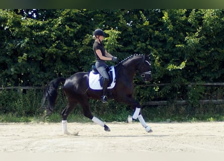Westfale, Wallach, 6 Jahre, 170 cm, Rappe