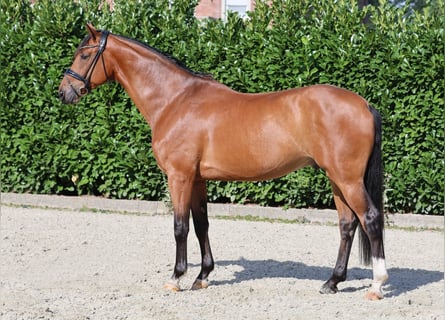 Westfale, Wallach, 6 Jahre, 173 cm, Brauner