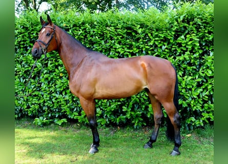 Westfale, Wallach, 6 Jahre, 173 cm, Dunkelbrauner