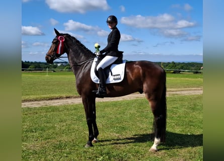 Westfale, Wallach, 6 Jahre, 174 cm, Dunkelbrauner