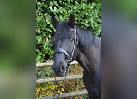 Westfale, Wallach, 6 Jahre, 174 cm, Rappe