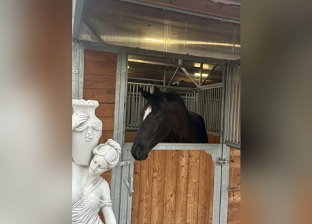 Westfale, Wallach, 6 Jahre, 174 cm, Rappe