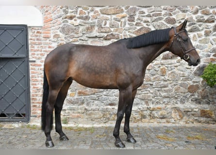 Westfale, Wallach, 6 Jahre, 175 cm, Brauner