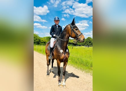 Westfale, Wallach, 6 Jahre, 175 cm, Brauner