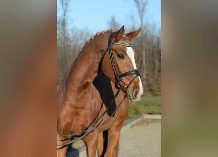 Westfale, Wallach, 6 Jahre, 175 cm, Fuchs