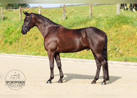 Westfale, Wallach, 6 Jahre, 177 cm, Rappe