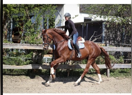 Westfale, Wallach, 6 Jahre, 178 cm