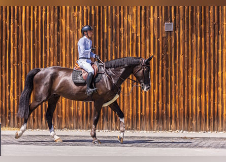 Westfale, Wallach, 6 Jahre, 180 cm, Rappe