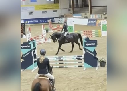 Westfale, Wallach, 6 Jahre, 182 cm, Schwarzbrauner