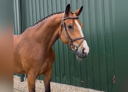 Westfale, Wallach, 6 Jahre, Brauner