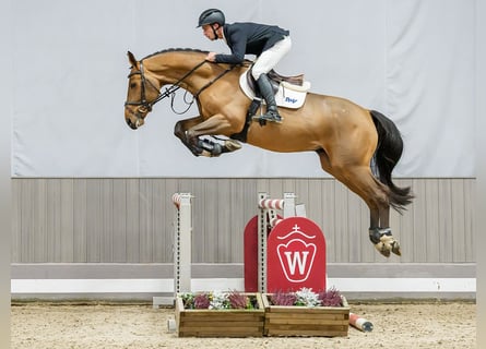 Westfale, Wallach, 6 Jahre