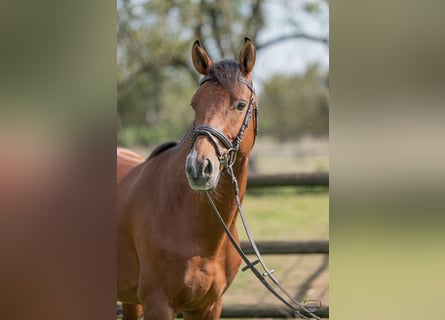 Westfale, Wallach, 7 Jahre, 162 cm, Brauner