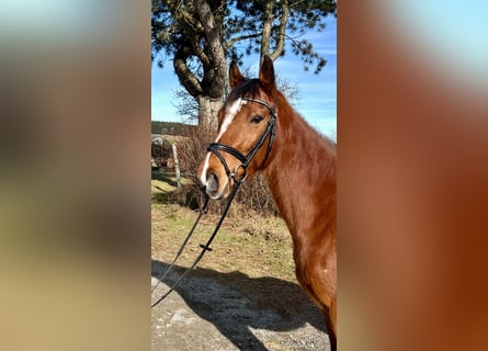 Westfale, Wallach, 7 Jahre, 163 cm, Brauner