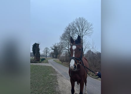 Westfale, Wallach, 7 Jahre, 165 cm, Brauner