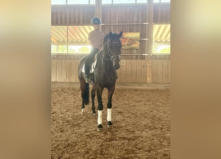 Westfale, Wallach, 7 Jahre, 166 cm, Dunkelbrauner