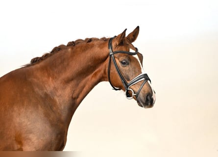 Westfale, Wallach, 7 Jahre, 166 cm, Fuchs