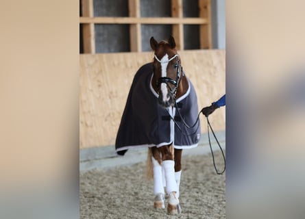 Westfale, Wallach, 7 Jahre, 167 cm, Fuchs