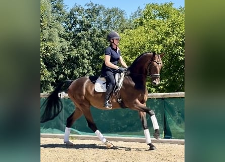 Westfale, Wallach, 7 Jahre, 168 cm, Dunkelbrauner