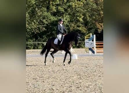Westfale, Wallach, 7 Jahre, 170 cm, Dunkelbrauner
