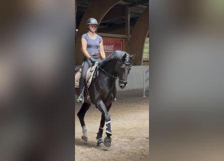 Westfale, Wallach, 7 Jahre, 170 cm, Dunkelbrauner