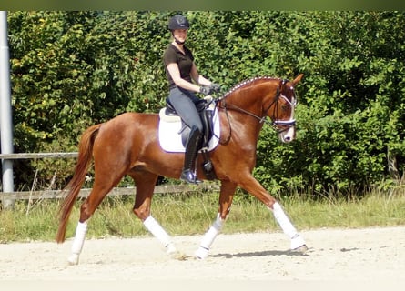 Westfale, Wallach, 7 Jahre, 170 cm, Fuchs