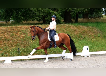Westfale, Wallach, 7 Jahre, 171 cm, Brauner