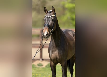 Westfale, Wallach, 7 Jahre, 171 cm, Brauner
