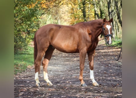 Westfale, Wallach, 7 Jahre, 172 cm, Fuchs