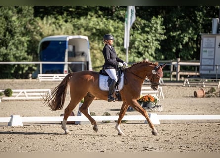 Westfale, Wallach, 7 Jahre, 172 cm, Fuchs