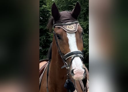Westfale, Wallach, 7 Jahre, 173 cm, Brauner