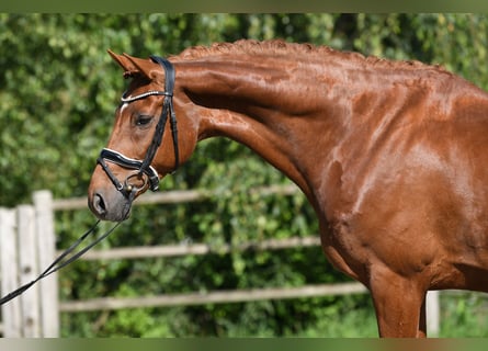 Westfale, Wallach, 7 Jahre, 173 cm, Fuchs