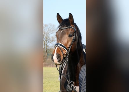 Westfale, Wallach, 7 Jahre, 175 cm, Dunkelbrauner