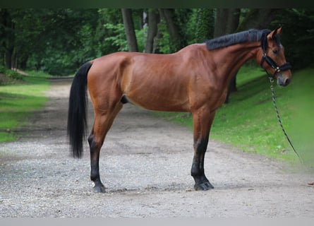 Westfale, Wallach, 7 Jahre, 178 cm, Brauner