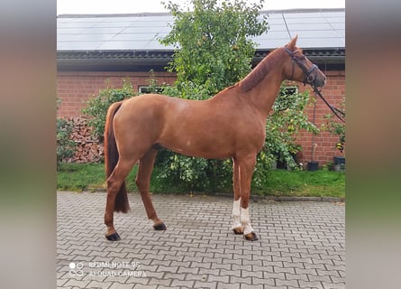 Westfale, Wallach, 7 Jahre, 178 cm