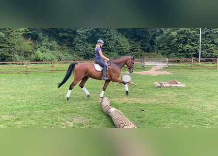 Westfale, Wallach, 7 Jahre, 183 cm, Brauner