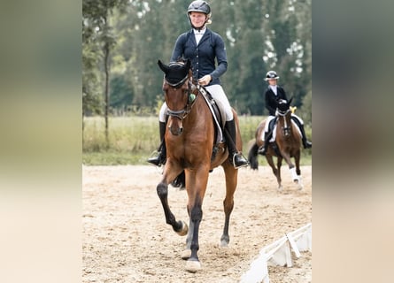 Westfale, Wallach, 7 Jahre, 183 cm, Brauner