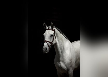 Westfale, Wallach, 7 Jahre, Schimmel