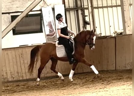 Westfale, Wallach, 8 Jahre, 150 cm, Fuchs
