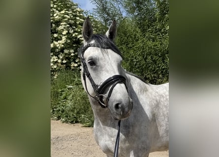 Westfale, Wallach, 8 Jahre, 163 cm, Apfelschimmel