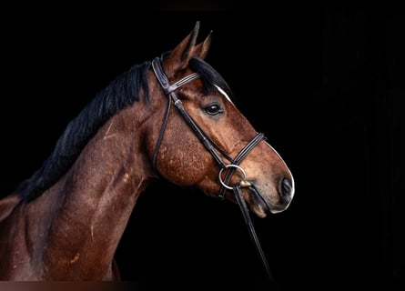 Westfale, Wallach, 8 Jahre, 168 cm, Brauner