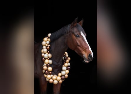 Westfale, Wallach, 8 Jahre, 168 cm, Dunkelbrauner